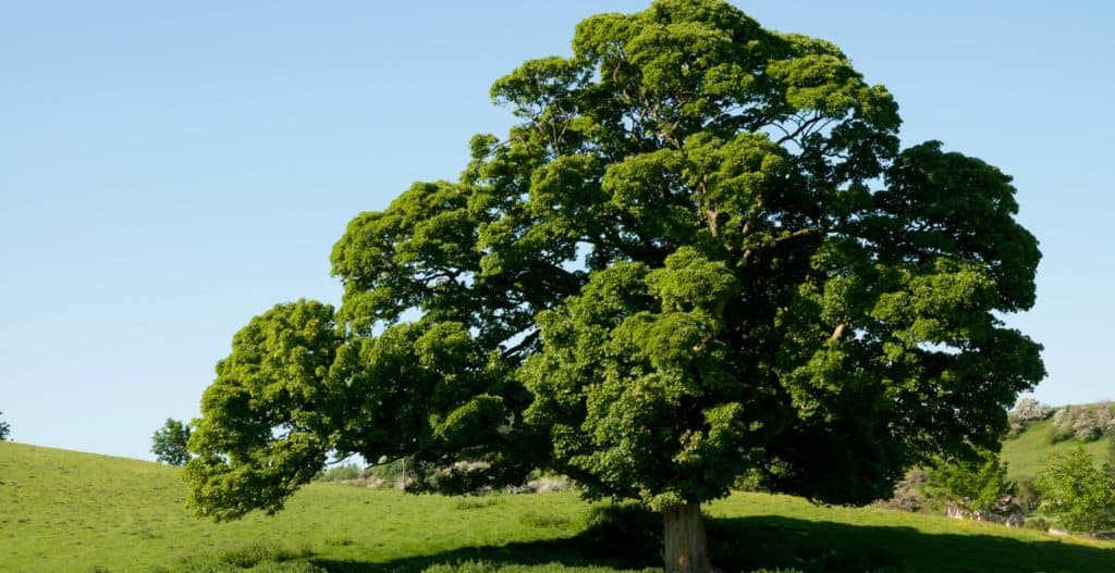 Old Oak